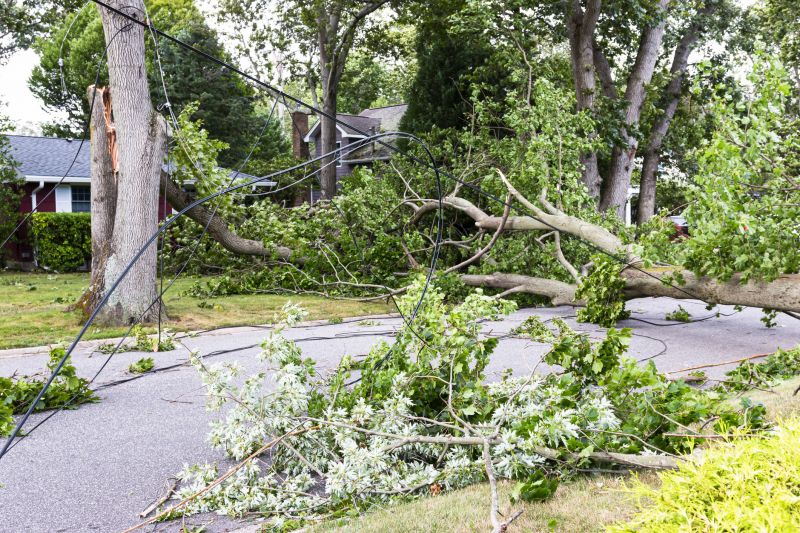 Fallen Branch Removal in Honolulu, HI