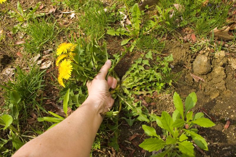 Garden Deweeding in Aiken, SC