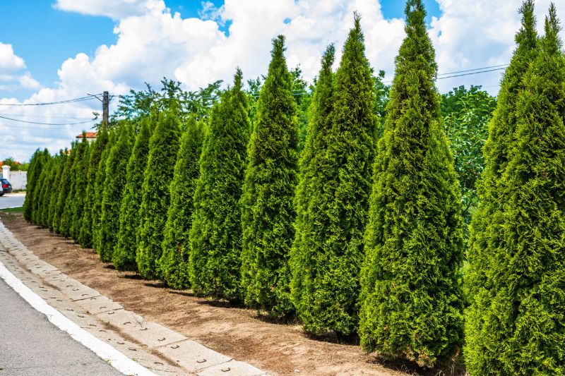 Arborvitae Pruning in Ventura County, CA