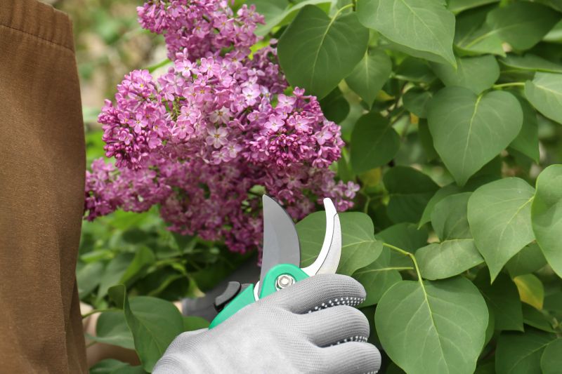 Azalea Pruning in Ventura County, CA