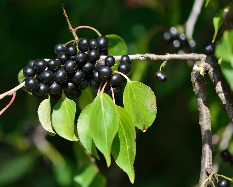 Blackberry Bush Removal in Ventura County, CA