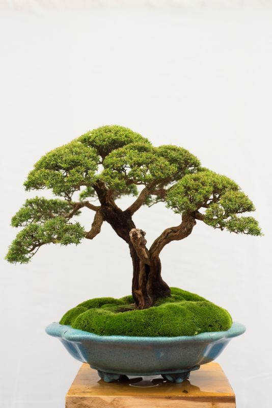Boxwood Planting in Ventura County, CA