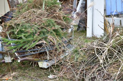 Brush Cleanup Service in Honolulu, HI
