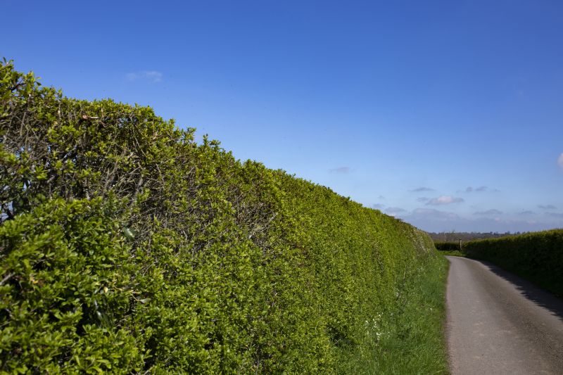Bush Replacement in Ventura County, CA