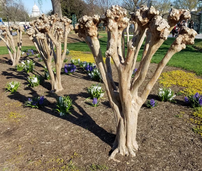 Crape Myrtle Pruning in Honolulu, HI