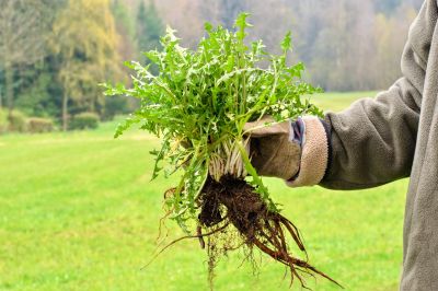 Garden Deweeding in Ventura County, CA