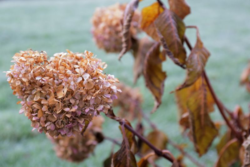 Hydrangea Pruning in Honolulu, HI