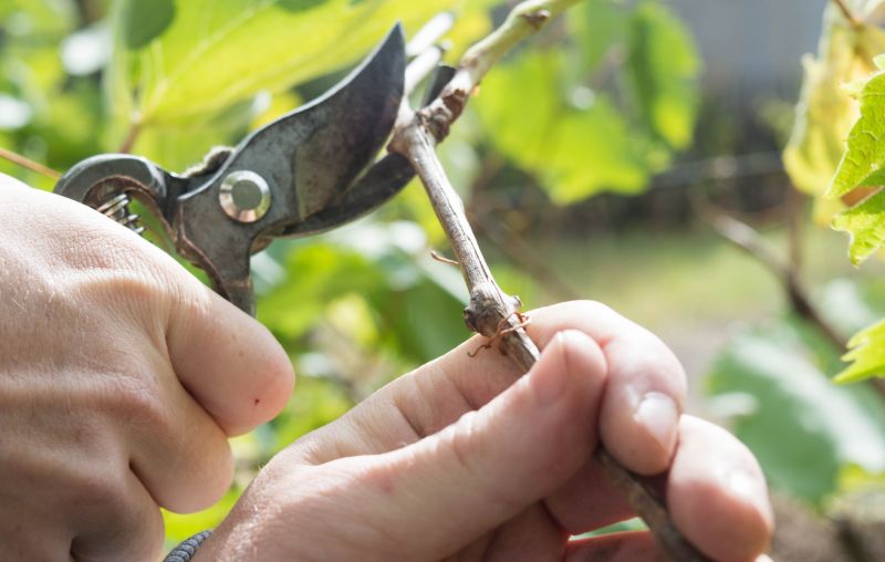 Juniper Pruning in Honolulu, HI