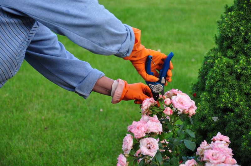 Knockout Roses Pruning in Honolulu, HI