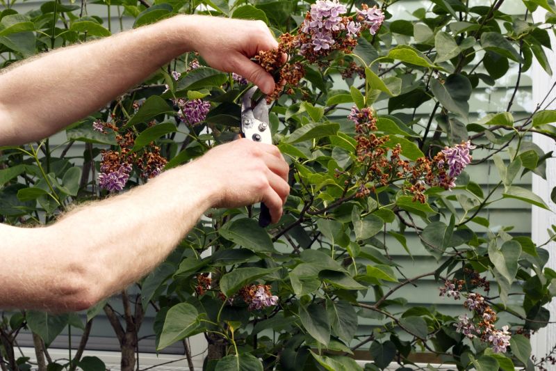 Lilac Trimming Service in Honolulu, HI