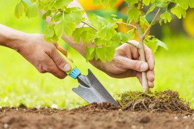 Magnolia Tree Planting in Ventura County, CA