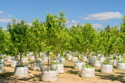 Privacy Trees Planting in Honolulu, HI