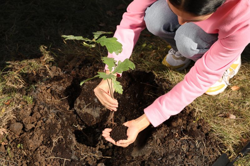 Privacy Trees Planting in Ventura County, CA
