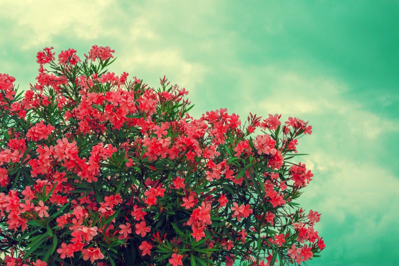 Rhododendron Pruning in Honolulu, HI