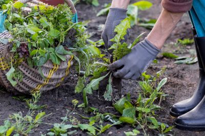 Rock Bed Weeding in Honolulu, HI