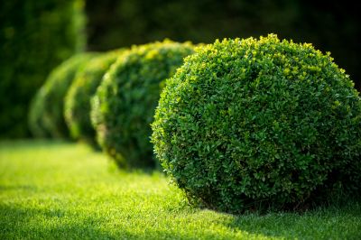 Shrub Trimming in Honolulu, HI