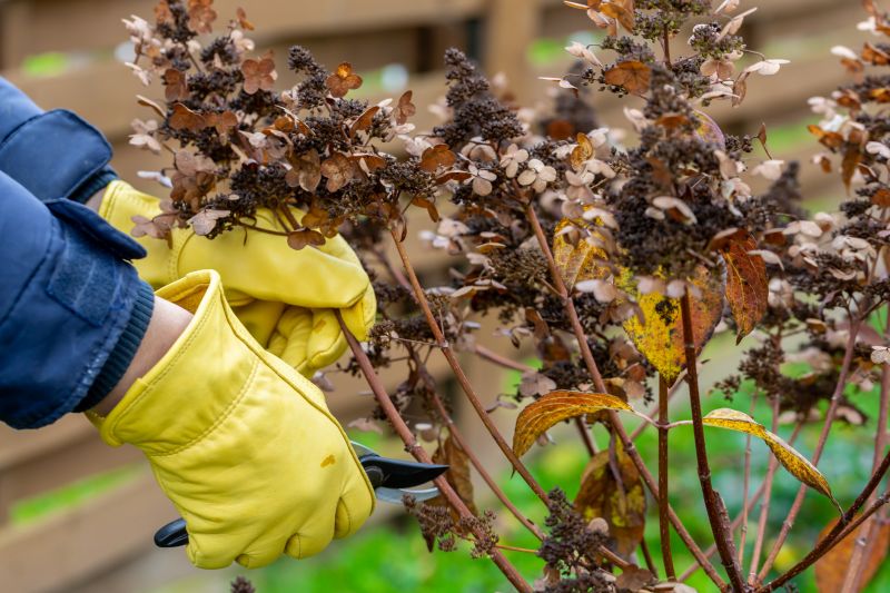 Shrubs Removal in Honolulu, HI