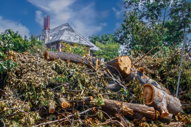 Tree Branches Removal in Honolulu, HI