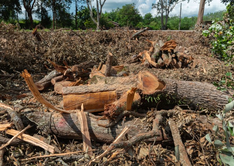 Tree Branches Removal in Ventura County, CA