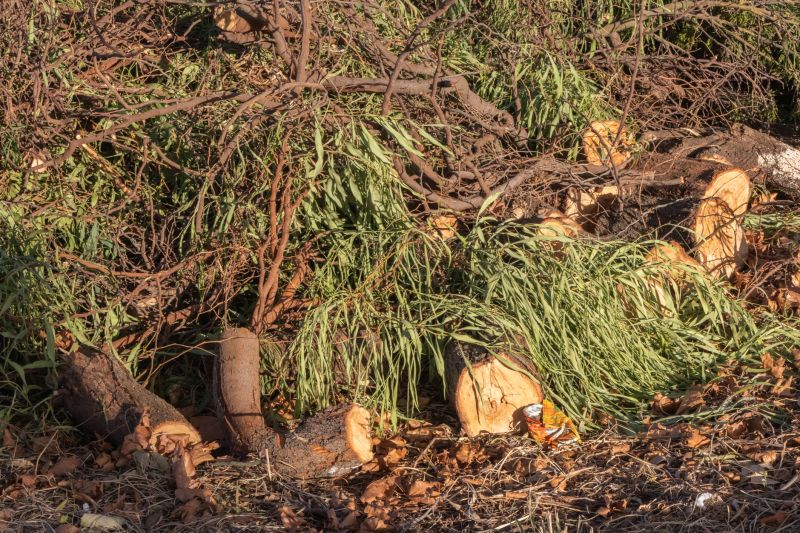 Tree Debris Removal in Honolulu, HI