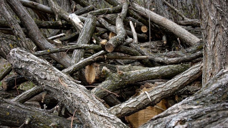 Tree Debris Removal in Ventura County, CA