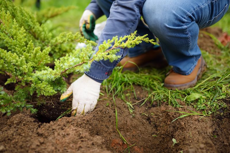Tree Landscaping in Ventura County, CA