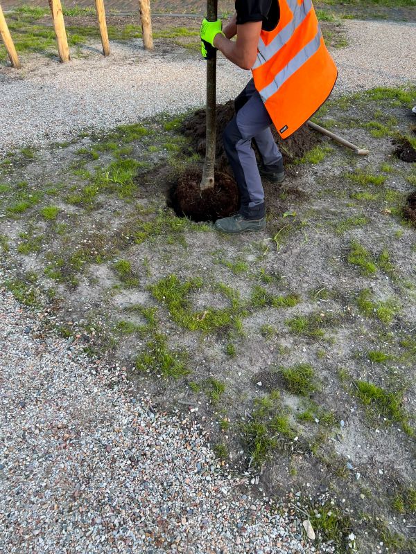 Tree Planting Service in Honolulu, HI