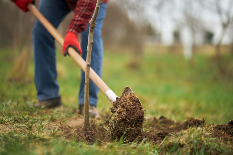 Tree Planting Service in Honolulu, HI
