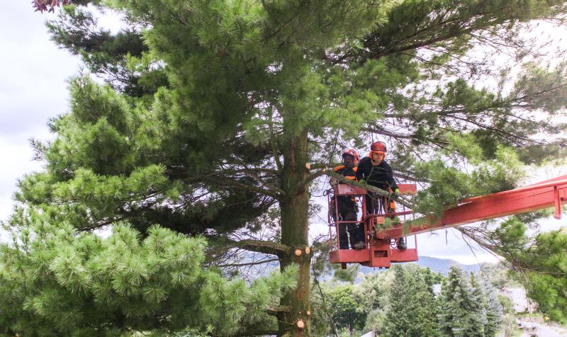 Tree Repair in Reno, NV